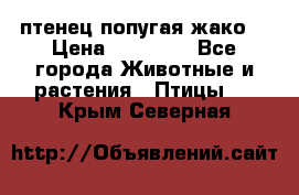 птенец попугая жако  › Цена ­ 60 000 - Все города Животные и растения » Птицы   . Крым,Северная